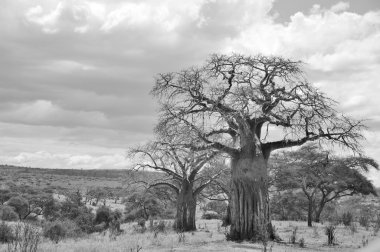 Ağaçlı Afrika çölü manzarası