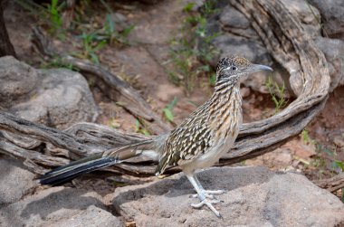 Roadrunner, Chaparral kuşu veya chaparral horoz, hızlı koşan bir guguk kuşu. Amerika Birleşik Devletleri ve Meksika 'da genellikle çölde bulunur. Bazıları saatte 20 mil (32 km / saat) ile hesaplanmıştır.).