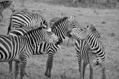 Savanadaki siyah ve beyaz zebra