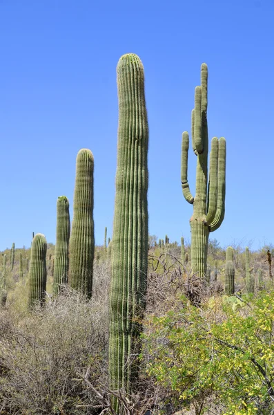 Saguaro Uma Espécie Cacto Arborescente Gênero Carnegiea Nativa Deserto Sonora — Fotografia de Stock