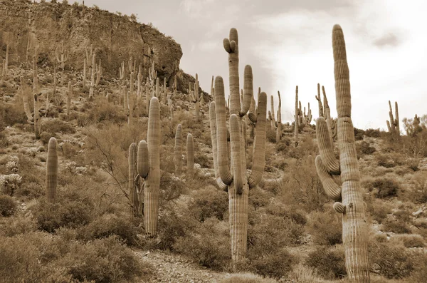 Saguaro Vid Tonto National Forest Som Omfattar 873 200 Hektar — Stockfoto