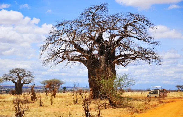 Paisagem Africana Deserto Com Árvores — Fotografia de Stock