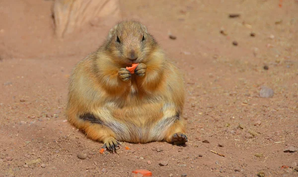 Écureuil Roux Dans Zoo — Photo