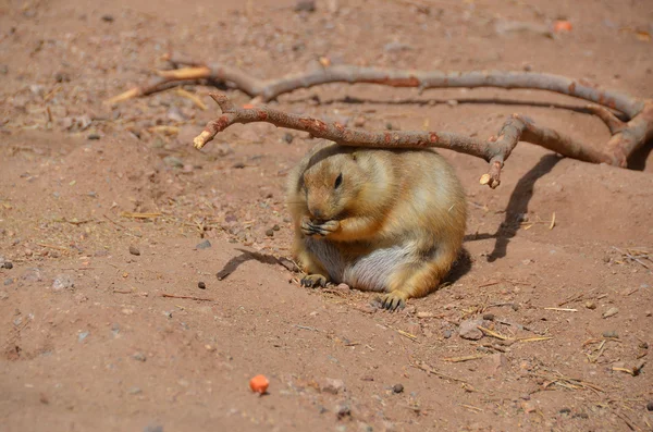 Eichhörnchen Sitzt Auf Dem Boden — Stockfoto