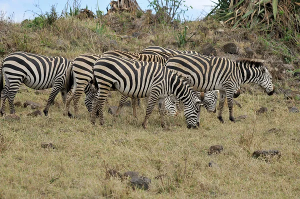 Una Enorme Manada Cebra Sabana Del Parque Nacional Del Serengeti — Foto de Stock