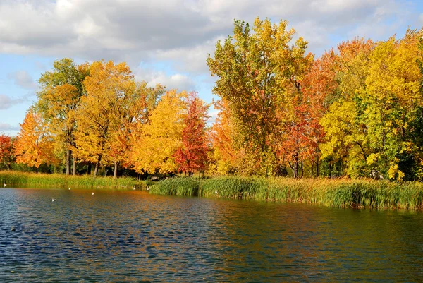 Otoño Dorado Lago Todo Era Amarillo Otoño —  Fotos de Stock