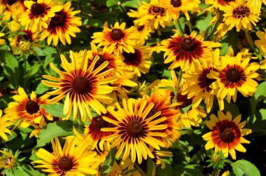 Sarı bir ayçiçeği yakın çekim