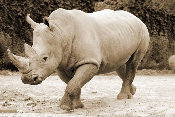 Портрет Молодого Білого Носорога — стокове фото