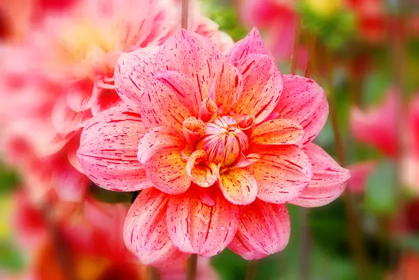 Czerwony Kwiat Gerbera Ogrodzie — Zdjęcie stockowe