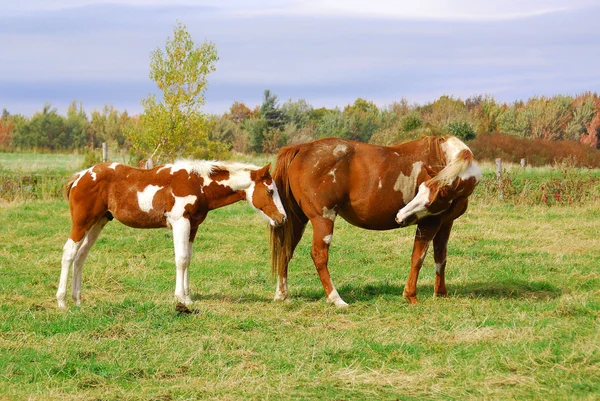 Las Vacas Pasto Verano — Foto de Stock