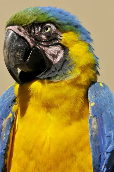Portrait Yellow Macaw — Stock Photo, Image