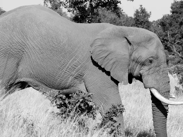 Elefante Parque Nacional Kruger — Fotografia de Stock