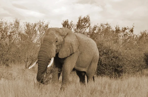 Elefant Nationalpark — Stockfoto