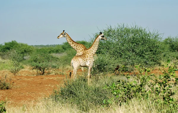 Giraffes Giraffe Parque Nacional Kruger — Foto de Stock