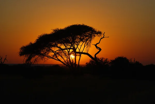 Sunset Kruger Park South Africa — 스톡 사진