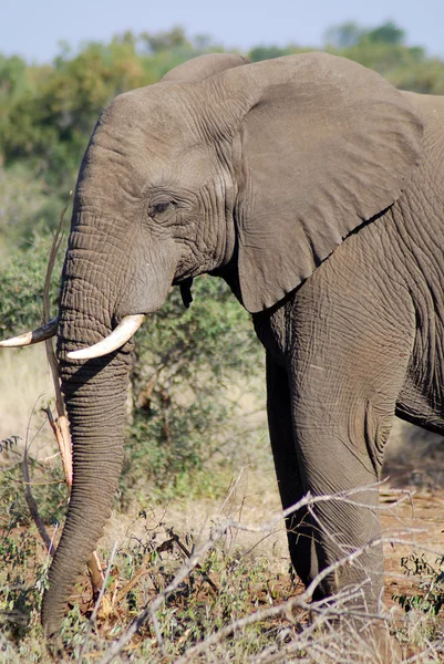 Elefante Kruger Parque Nacional África Sul — Fotografia de Stock