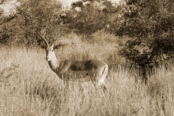 Kruger Park South Africa Impala Aepyceros Melampus Medium Sized African — Fotografia de Stock