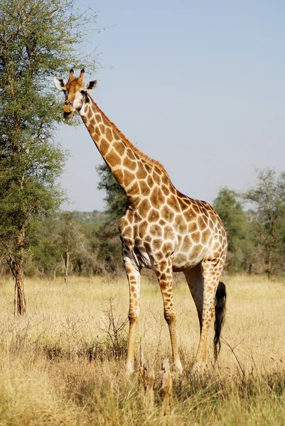 Kruger Park Dél Afrika Zsiráf Giraffa Camelopardalis Egy Afrikai Páros — Stock Fotó
