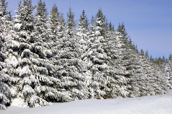 Hilera Árboles Después Tormenta Nieve Quebec Canadá — Foto de Stock