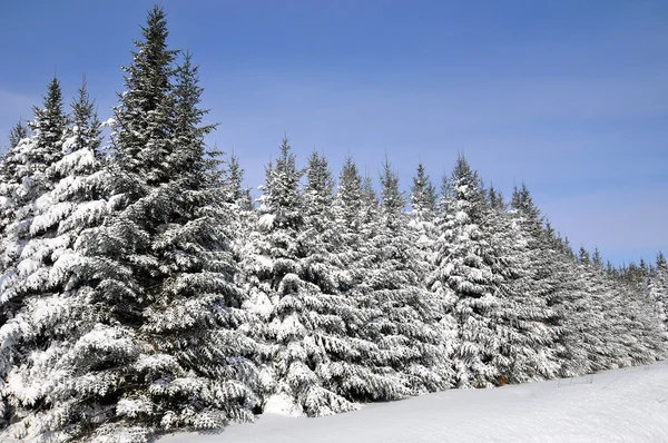 Wiosna Drzew Burzy Śnieżnej Quebec Kanada — Zdjęcie stockowe