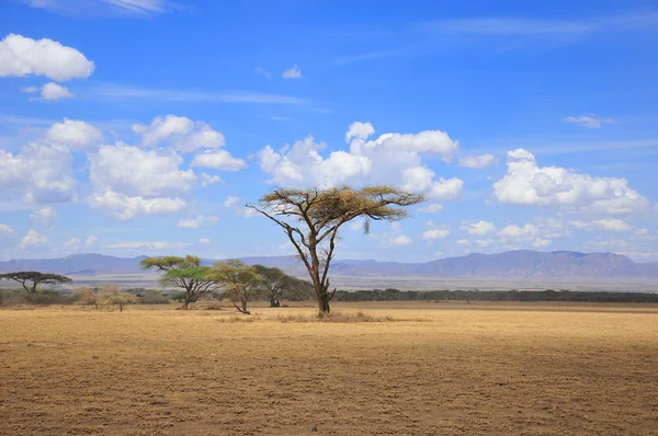 Linda Paisagem Deserto Tanzânia — Fotografia de Stock