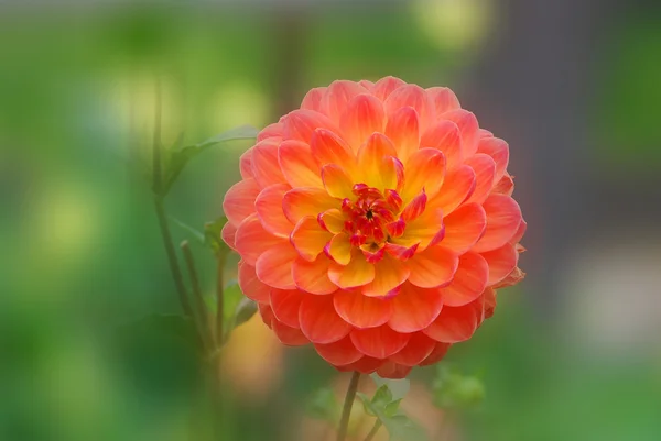 Red Yellow Dahlia Dahlia Genus Bushy Tuberous Herbaceous Perennial Plants — Stock Photo, Image