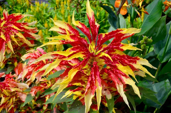Yellow Red Coleus Background Lush Multicolored Coleus Plant Carpet Garden — Stock Photo, Image