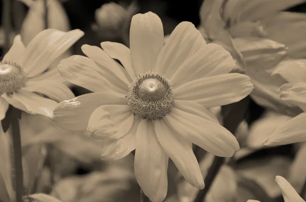 白い花を閉じて — ストック写真