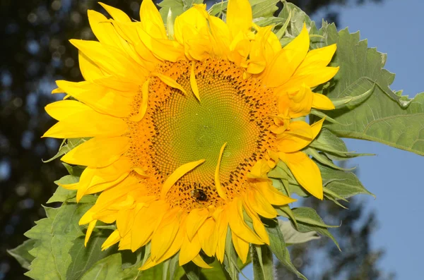 Schöne Sonnenblume Garten — Stockfoto
