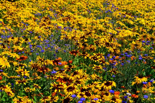 Yellow Flowers Park — Stock Photo, Image