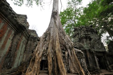 Ta Prohm, Angkor, Siem Reap Eyaleti, Kamboçya 'daki Rajavihara adlı bir tapınağın modern adıdır. Angkor Thom 'un bir kilometre doğusundaki Khmer Kralı 7. Jayavarman tarafından kurulmuştur.
