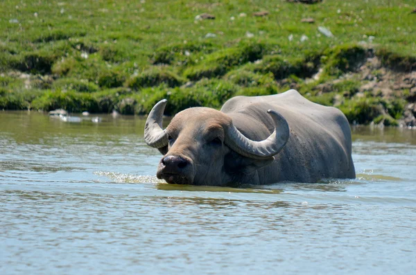 Buffalo Parque Nacional Del Agua — Foto de Stock