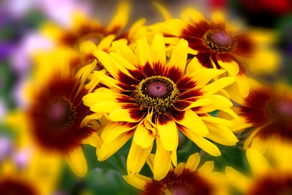 Rudbeckia 它们通常被称为菊花和黑眼莲 它们都原产于北美 许多种类的菊花都是在花园种植的 因为它们有华丽的黄色或金黄色的花冠 — 图库照片