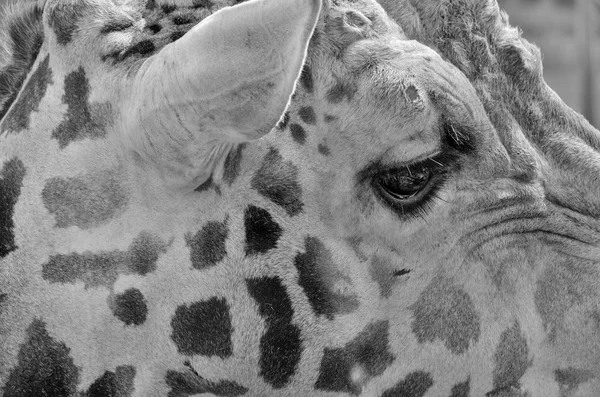 Detail Žirafy Černé Bílé — Stock fotografie