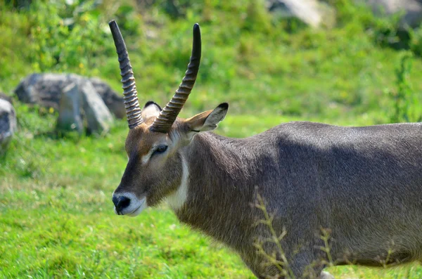 Animal Selvagem Grama Verde — Fotografia de Stock