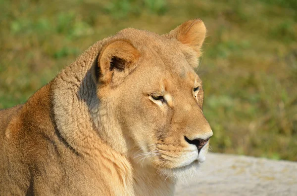 Aslan Panthera Cinsindeki Dört Büyük Kediden Biridir Felidae Familyasının Bir — Stok fotoğraf