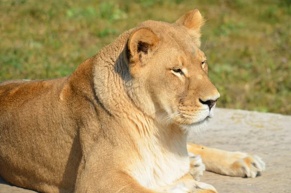 Leão Dos Quatro Grandes Felinos Gênero Panthera Membro Família Felidae — Fotografia de Stock