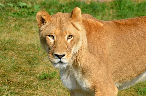 Portrait Lioness Park — Stock Photo, Image