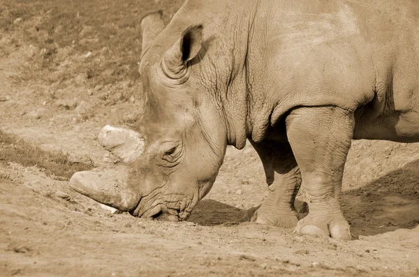 Rhinoceros Grupo Cinco Espécies Ungulados Família Rhinocerotidae Duas Destas Espécies — Fotografia de Stock