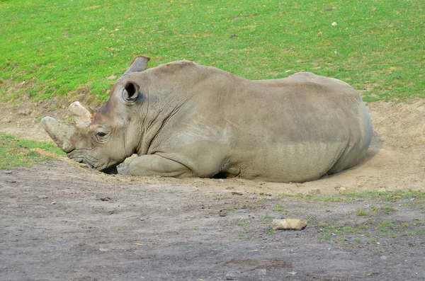 Rhinozeros Auch Als Nashorn Bekannt Ist Eine Gruppe Von Fünf — Stockfoto