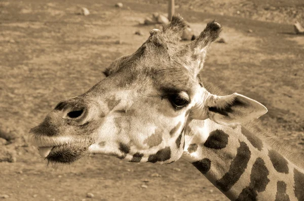 Wild Giraffe National Park — Stock Photo, Image