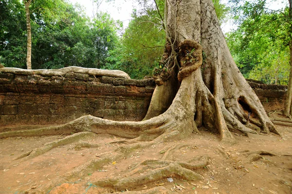 Prohm Είναι Σύγχρονο Όνομα Ενός Ναού Στο Angkor Επαρχία Siem — Φωτογραφία Αρχείου