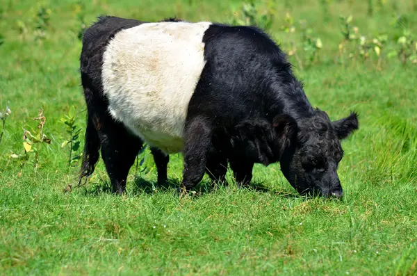 Černá Bílá Kráva Louce — Stock fotografie