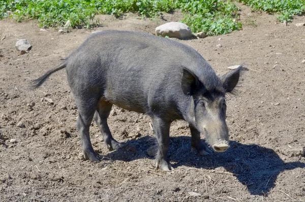 Wildschweine Park — Stockfoto