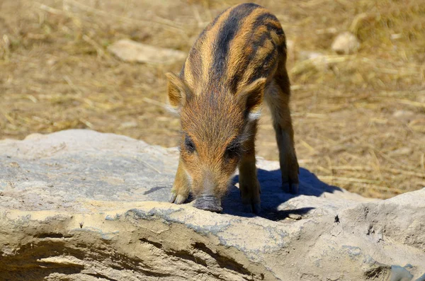Common wild boar piglet ( marcassin ).