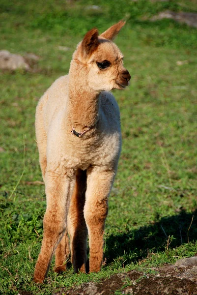 Alpaca Vicugna Pacos Una Specie Addomesticata Camelide Sudamericano Assomiglia Piccolo — Foto Stock