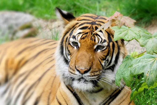 Tijger Close Tijger Panthera Tigris Grootste Kattensoort Het Derde Grootste — Stockfoto