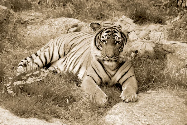 老虎特写 Panthera Tigris 是最大的猫科动物 它是第三大陆地食肉动物 仅次于北极熊和棕熊 — 图库照片