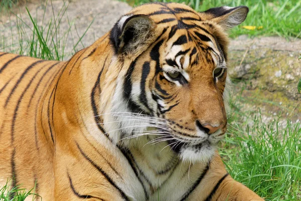 Tijger Close Tijger Panthera Tigris Grootste Kattensoort Het Derde Grootste — Stockfoto
