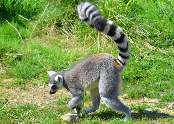 Lémur Cola Anillada Lemur Catta Primate Estrepsirrino Grande Lémur Más — Foto de Stock